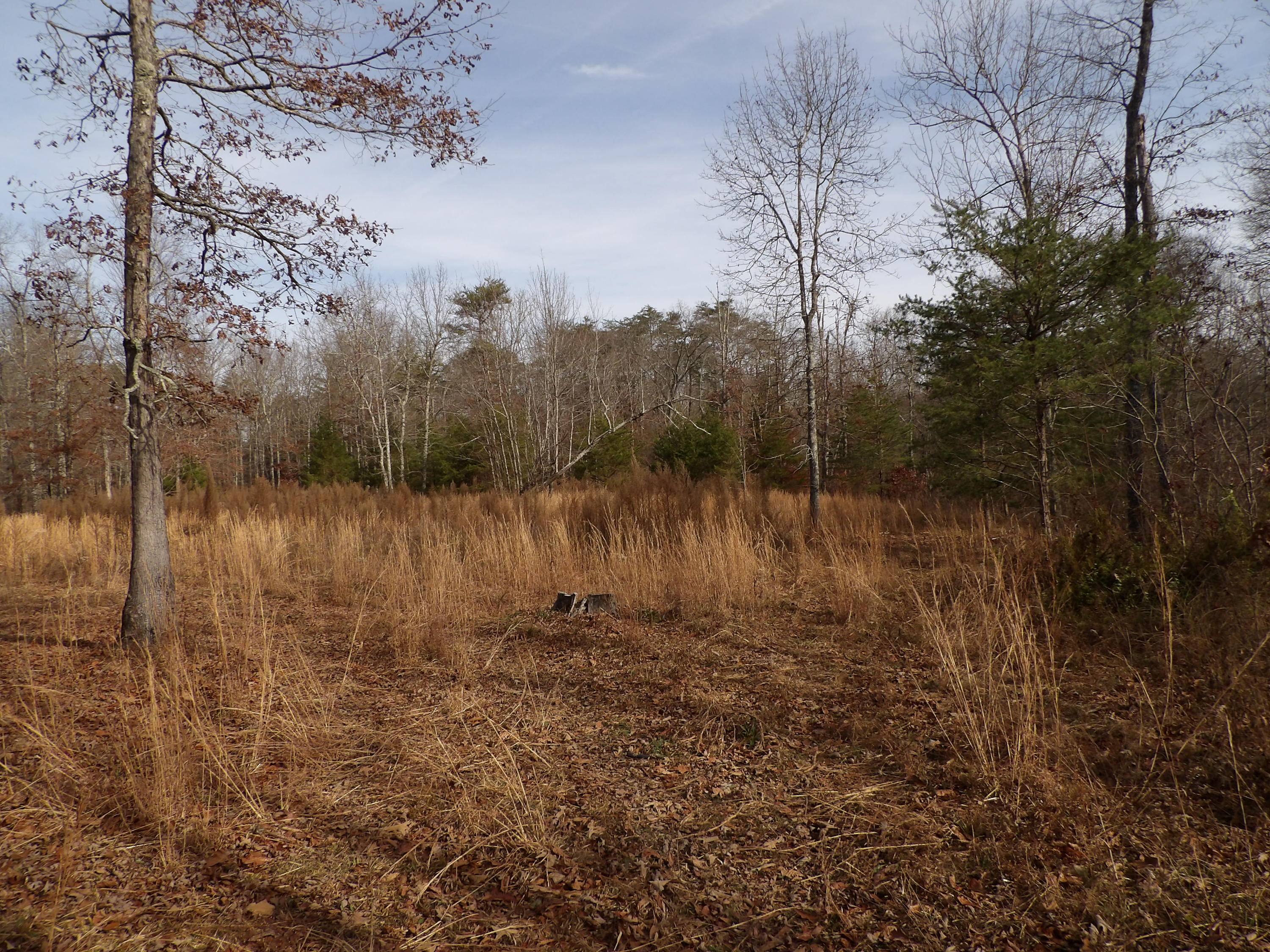 1 Bellview Road Pikeville, TN 37367 - Photo 3 of 40 100_2008