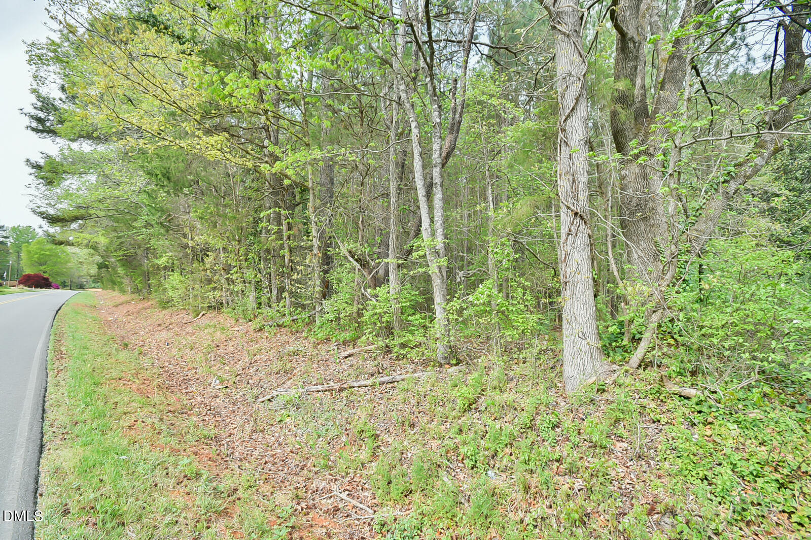 0 Morrow Mill Road Chapel Hill, NC 27516 - Photo 2 of 9 a plant is in middle of forest