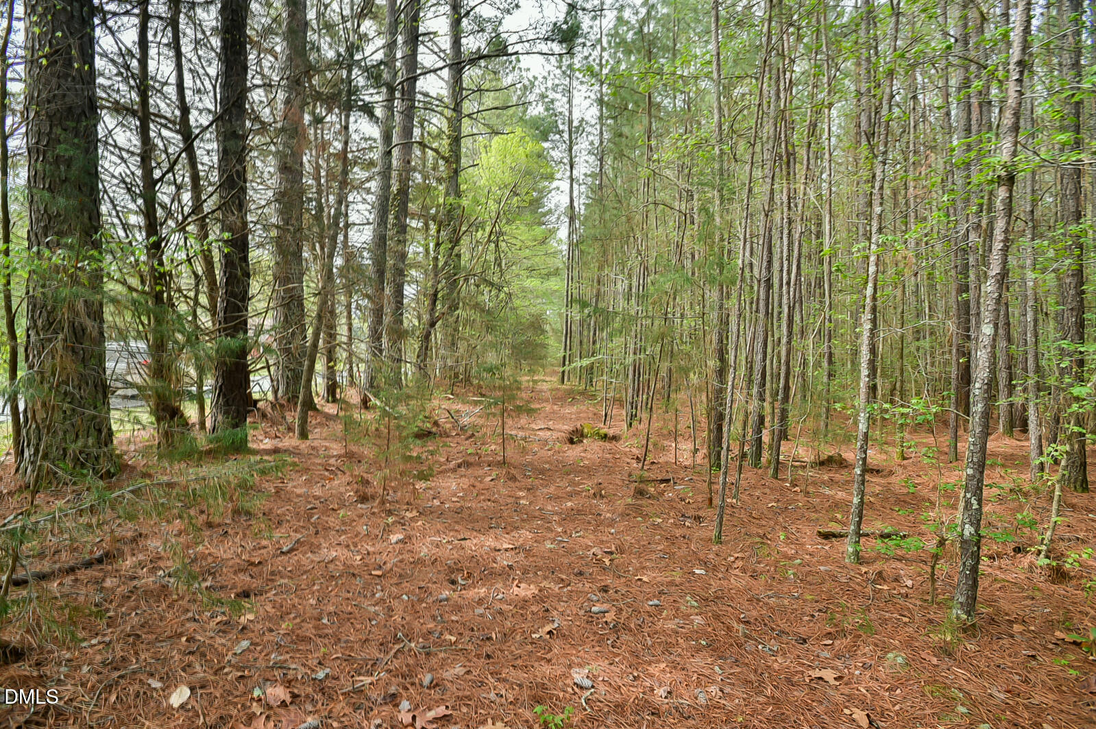 0 Morrow Mill Road Chapel Hill, NC 27516 - Photo 3 of 9 a view of a forest with lots of trees