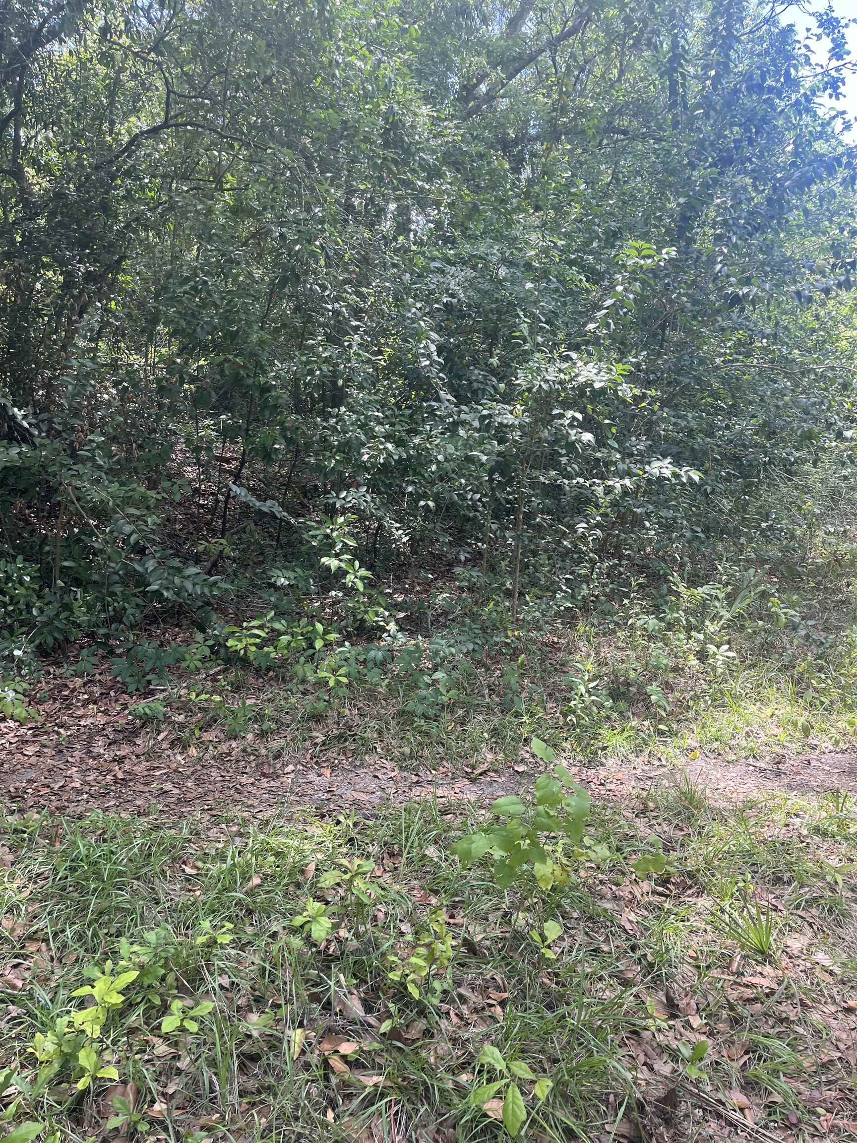 1612 Old Bainbridge Road Tallahassee, FL 32303 - Photo 3 of 9