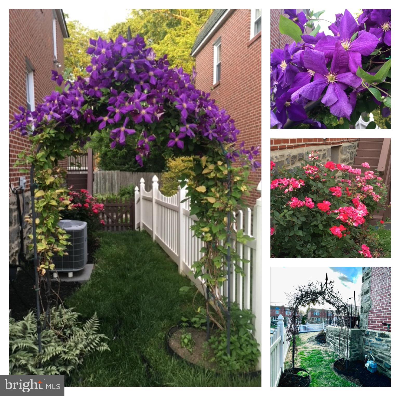 59 Greenhill Road Media, PA 19063 - Photo 49 of 52 Arch with mature flowering clematis vine
