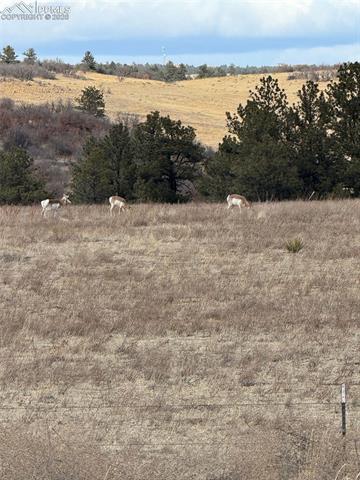 3203 Red Cavern Road Colorado Springs, CO 80908 - Photo 41 of 46 Home near to open space/ranch area with wildlife sightings