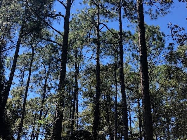 28-ac Prescott Road Florala, AL 36442 - Photo 18 of 36 Gallery Image 18