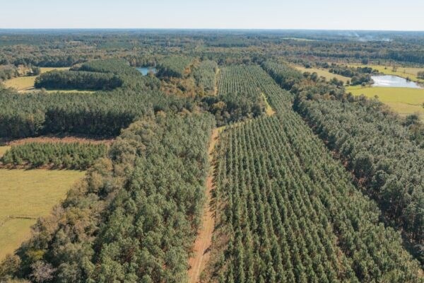 81.71-ac Bold Springs Road Ochlocknee, GA 31773 - Photo 15 of 18 Gallery Image 15