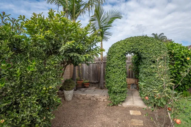 a view of a garden with plants and a large tree
