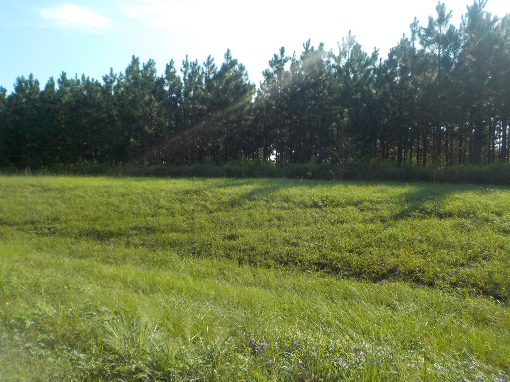 18/ Cty Road Headland, AL 36345 - Photo 4 of 22