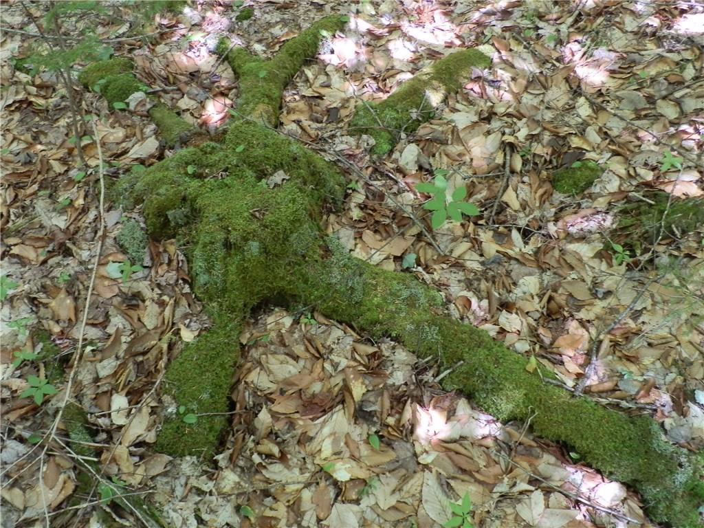 Lot 63 Eleanor Mae Road Deblois, ME 04622 - Photo 23 of 23 Photo