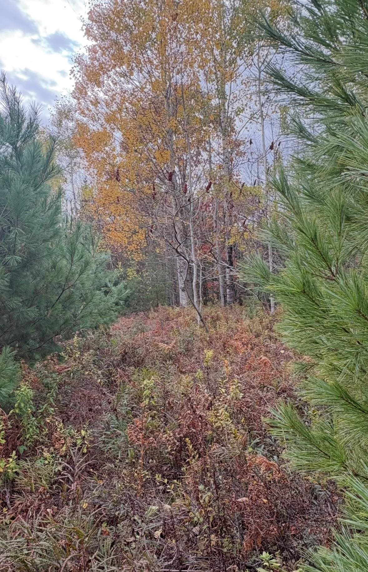 Lot 4 Catterall Road Lisbon, NH 03585 - Photo 6 of 7