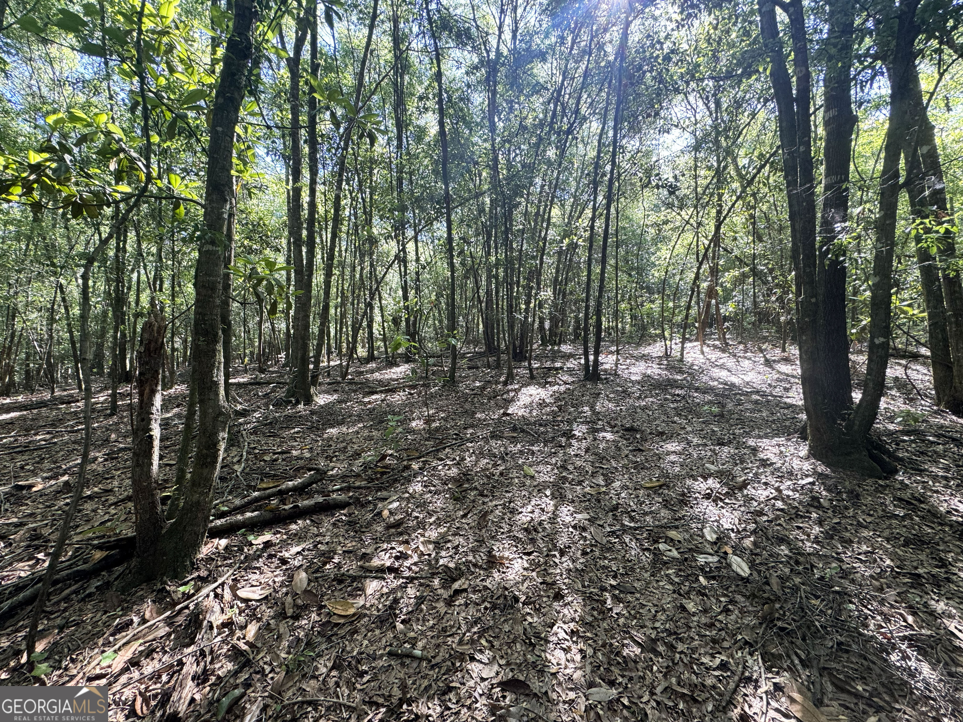 2415 Highway 82 Cuthbert, GA 39840 - Photo 23 of 25 a view of outdoor space and green space