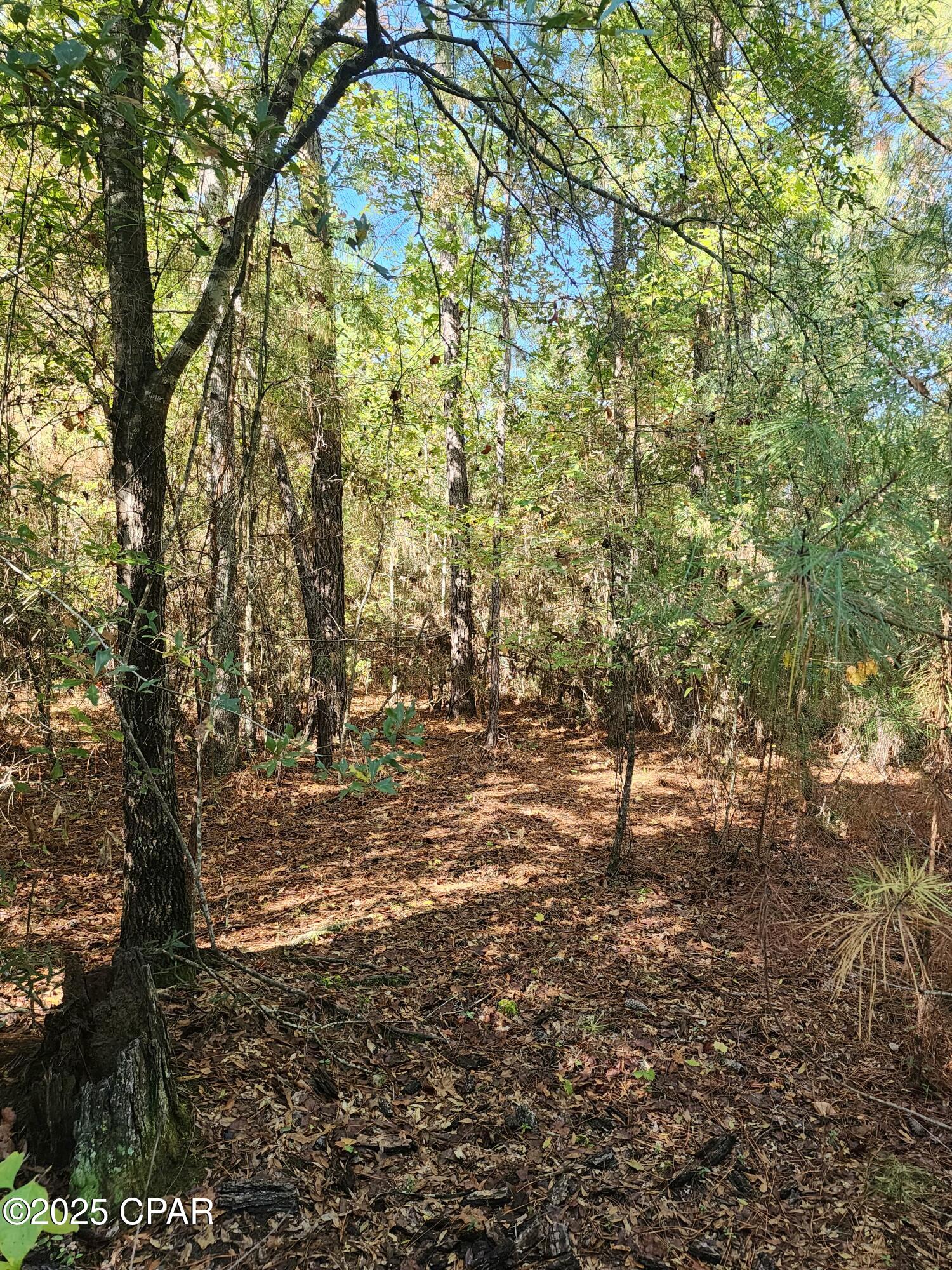 0 Pineridge Church Road Marianna, FL 32448 - Photo 7 of 33