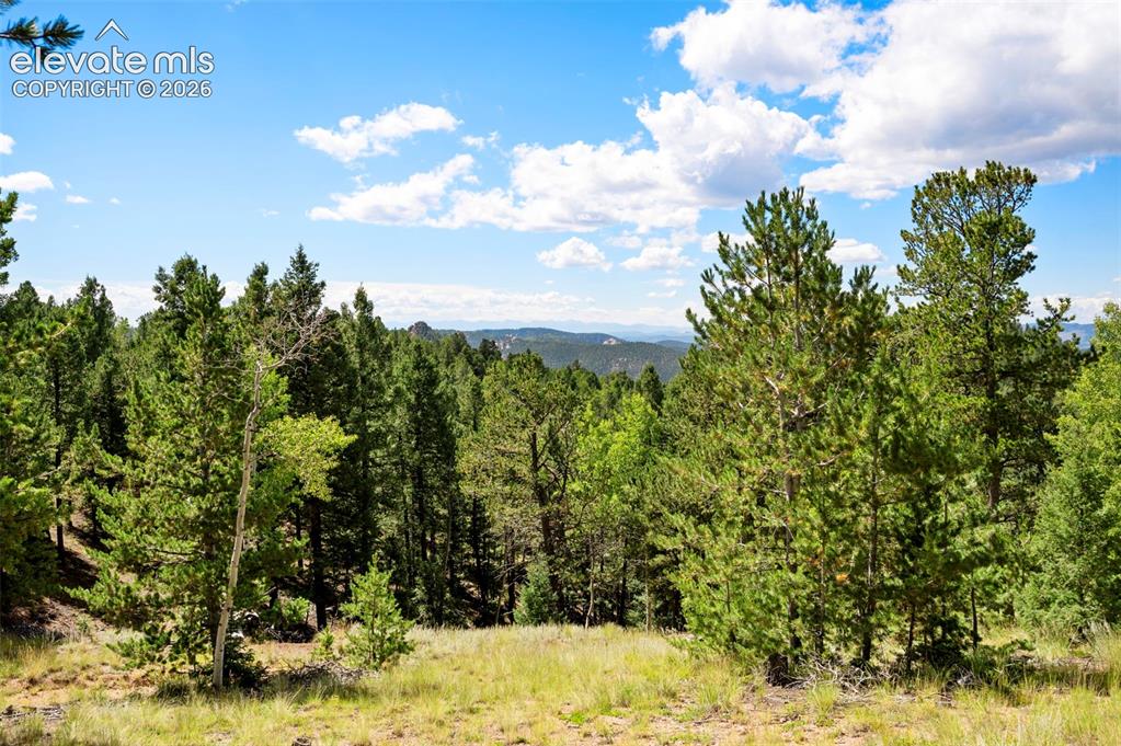 131 Paradiso Road Divide, CO 80814 - Photo 45 of 50 a view of a bunch of trees