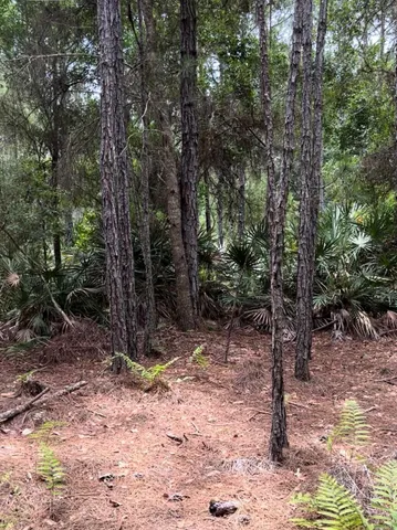 a view of a forest filled with trees