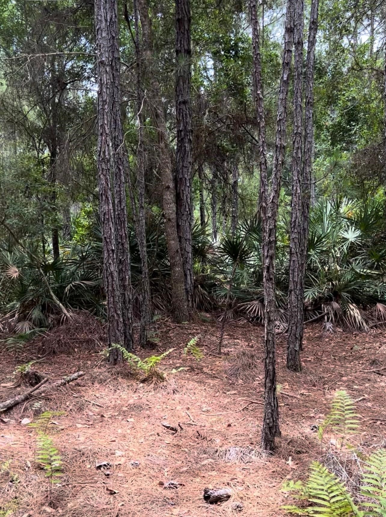 0 Carter Road St. Augustine, FL 32086 - Photo 11 of 19 a view of a forest filled with trees
