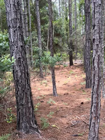 a view of a trees with a tree