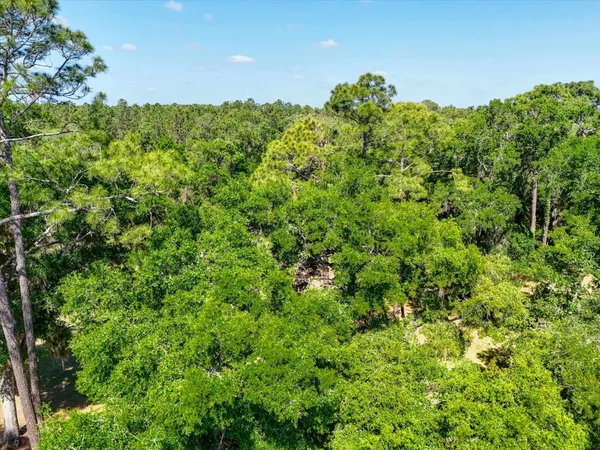 a view of a lush green forest