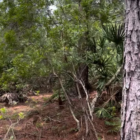 a view of a tree