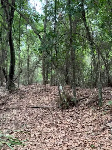 a view of a forest filled with trees