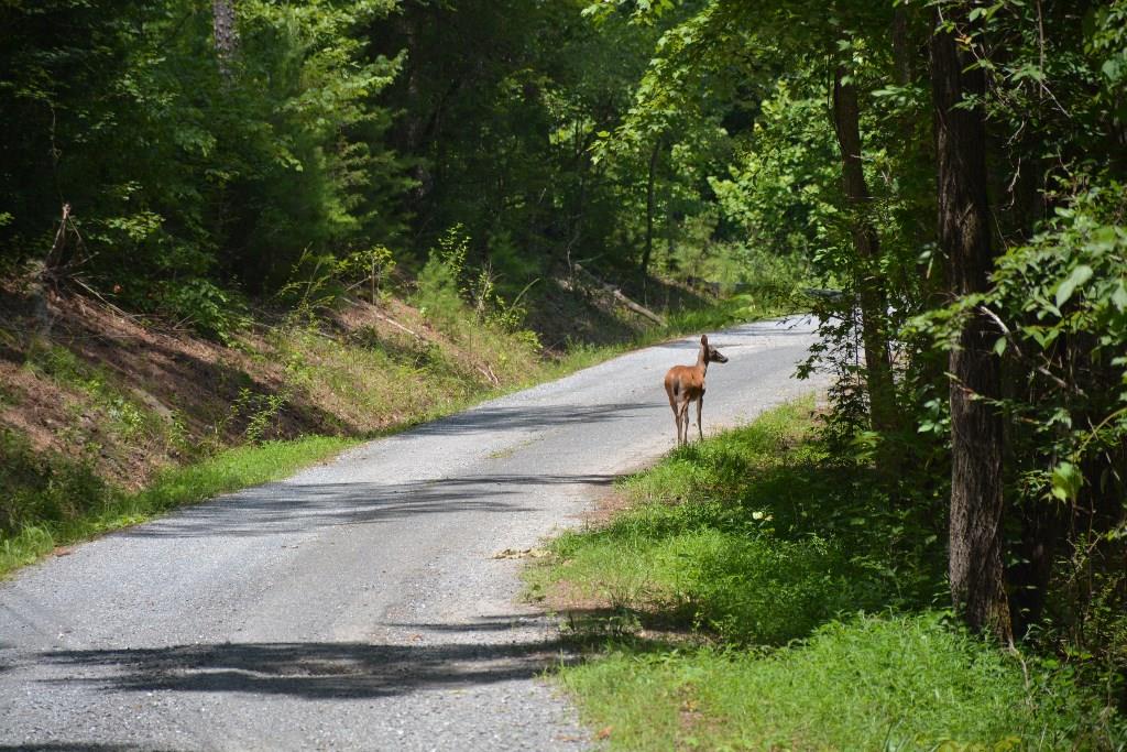0 Ringers Road Fairmount, GA 30139 - Photo 1 of 1 Gallery Image 1