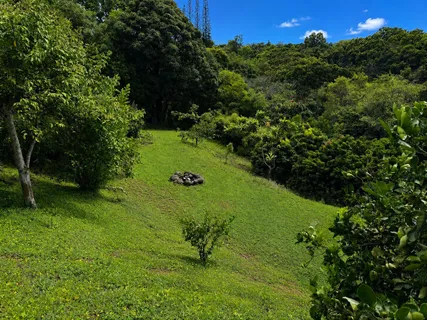a view of a garden