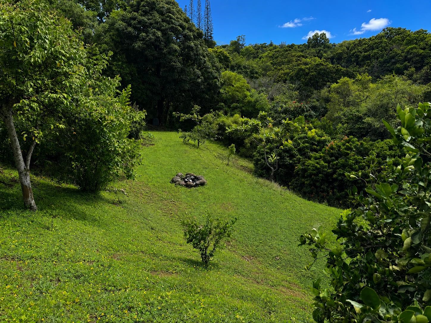 3127 Ua Noe Place, Unit B Haiku, HI 96708 - Photo 44 of 50 a view of a lush green forest