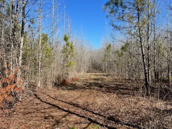 a view of a yard