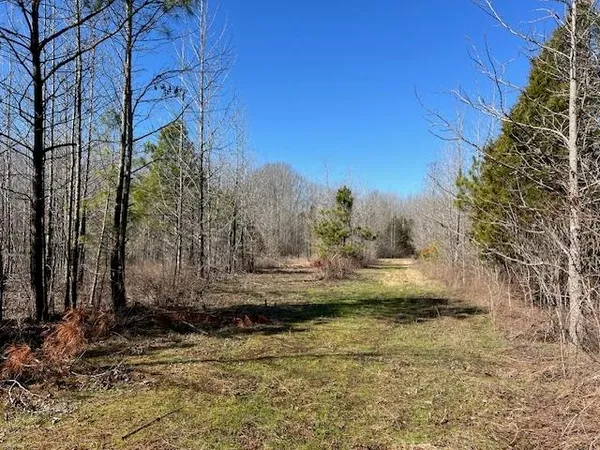 a view of a yard with trees