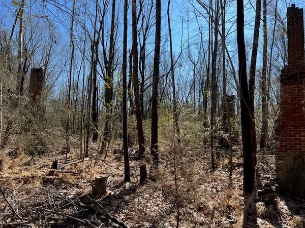 a view of a yard with lots of trees
