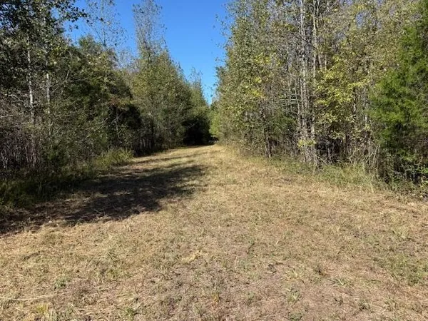 a view of a yard with trees