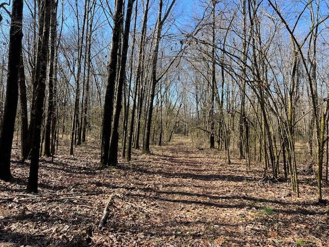 83 Hays Road Moscow, TN 38057 - Photo 22 of 23 a view of a backyard with large trees