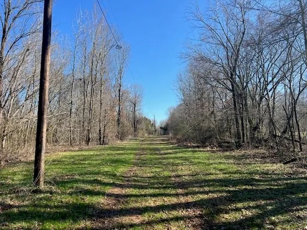 a view of a park with large trees