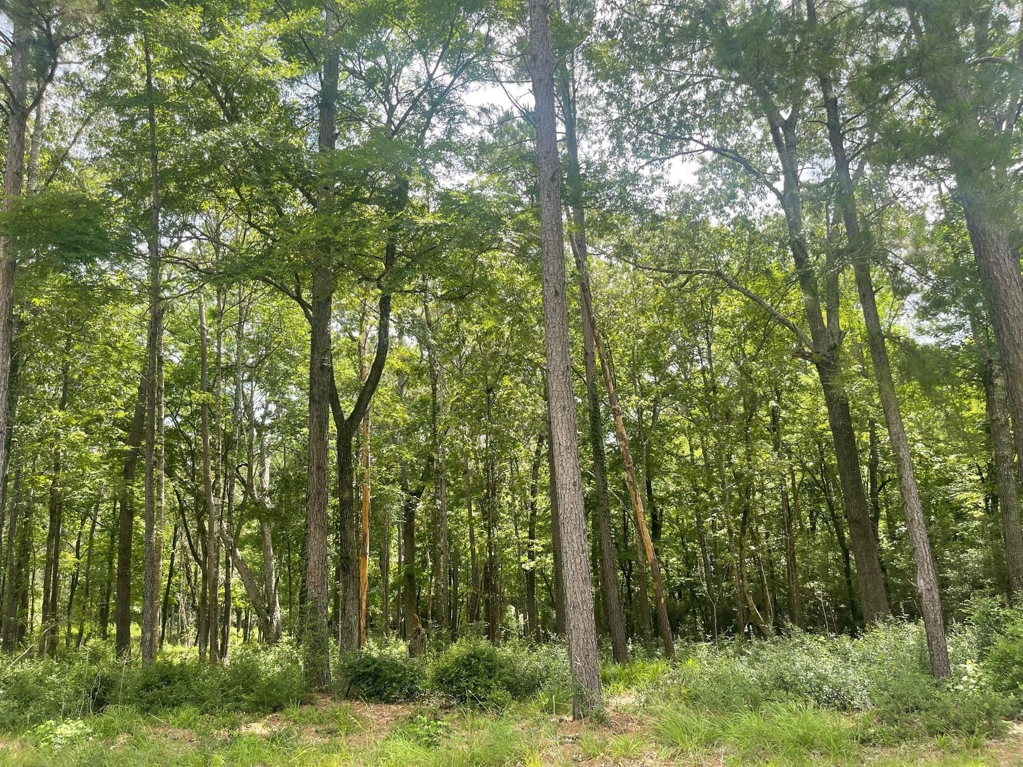 Tbd Venice Way Huntsville, TX 77320 - Photo 10 of 10