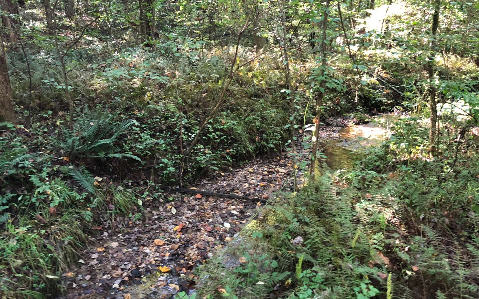 Lot54 Lot54 Holt Road Ellijay, GA 30536 - Photo 1 of 1 a view of a forest with a tree