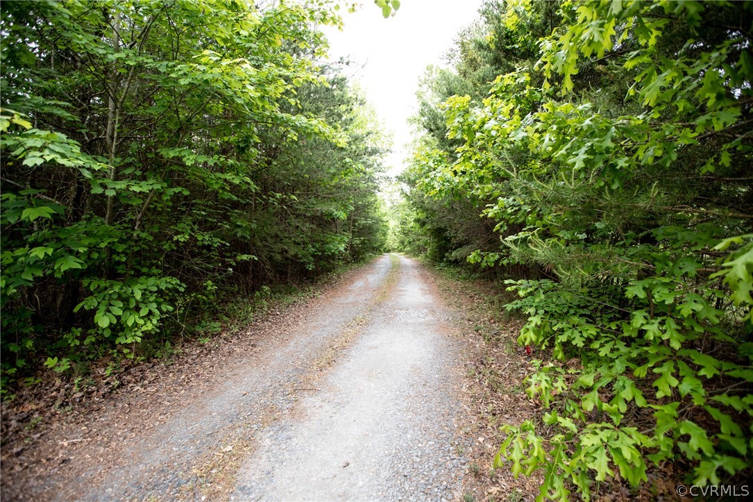 2862 Stage Coach Road Farmville, VA 23901 - Photo 48 of 48 a view of a forest with trees in front of it