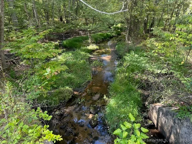 a view of a forest with a tree
