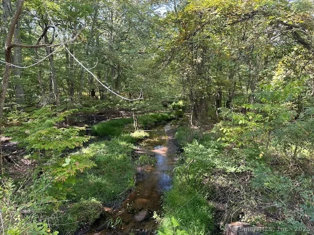 a view of a forest with a tree
