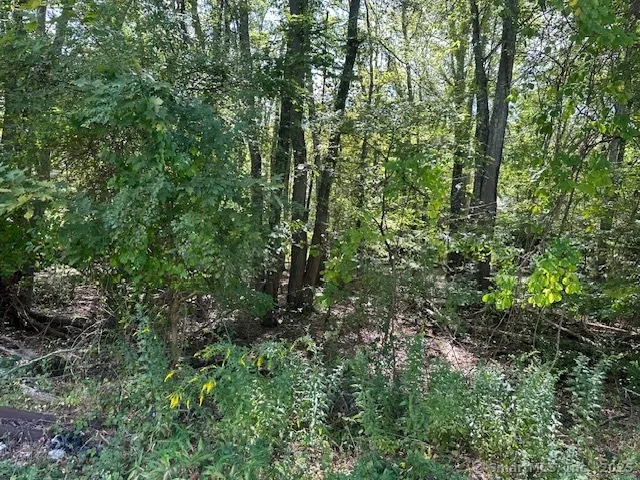 a view of a lush green forest
