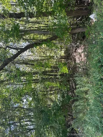 a view of a park with large trees