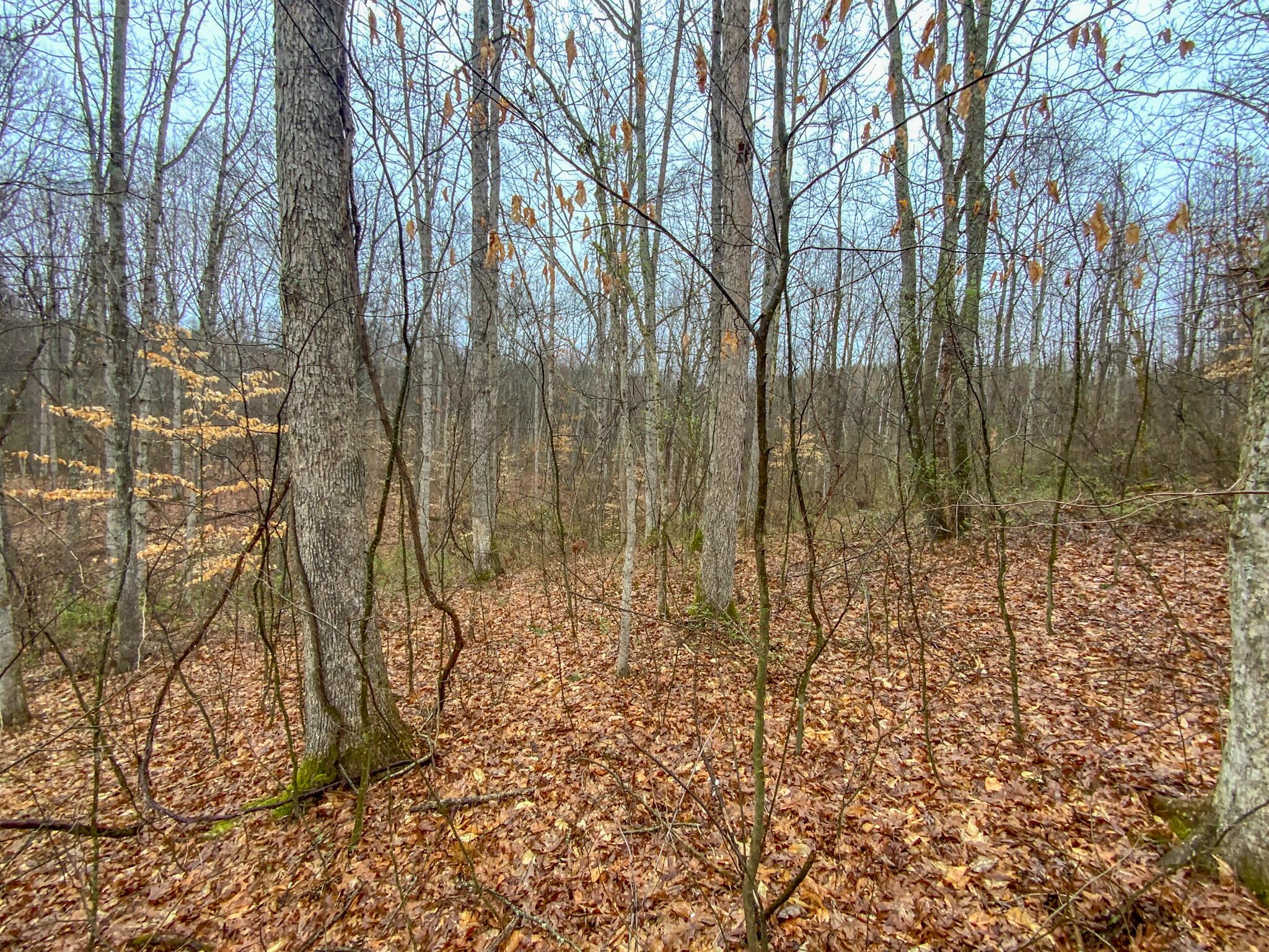 0 Twp Road Caldwell, OH 43724 - Photo 19 of 25 IMG_5492