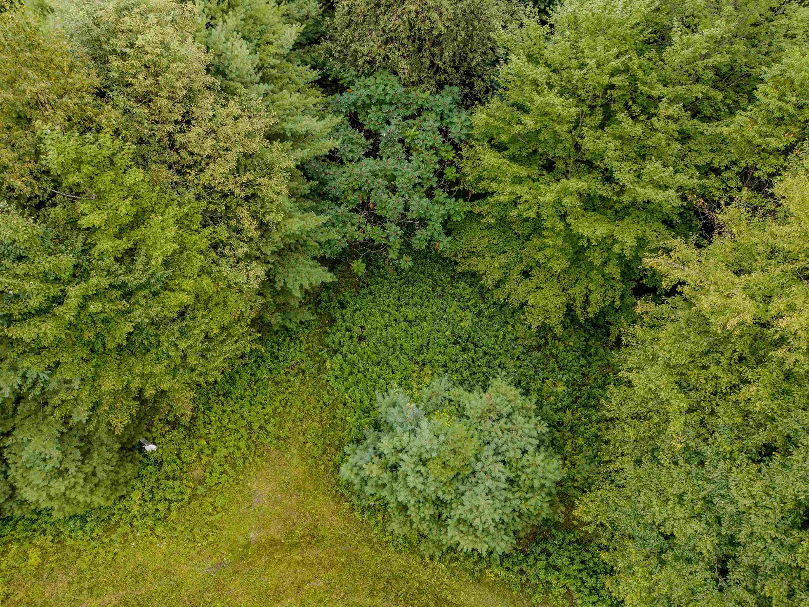 0 Woodsville Road Monroe, NH 03771 - Photo 13 of 15