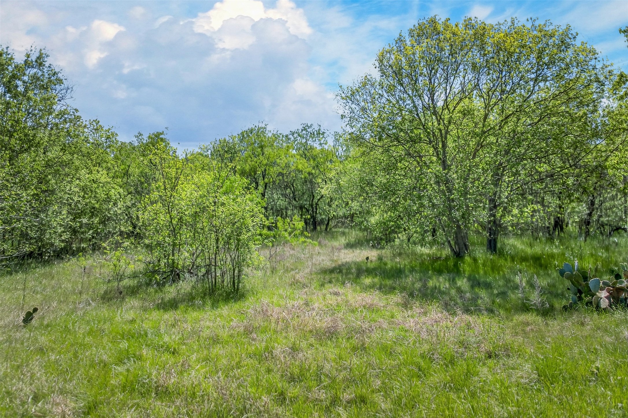 0 Fm 1854 Rd Dale Dale, TX 78616 - Photo 13 of 29 a view of a big yard with large trees