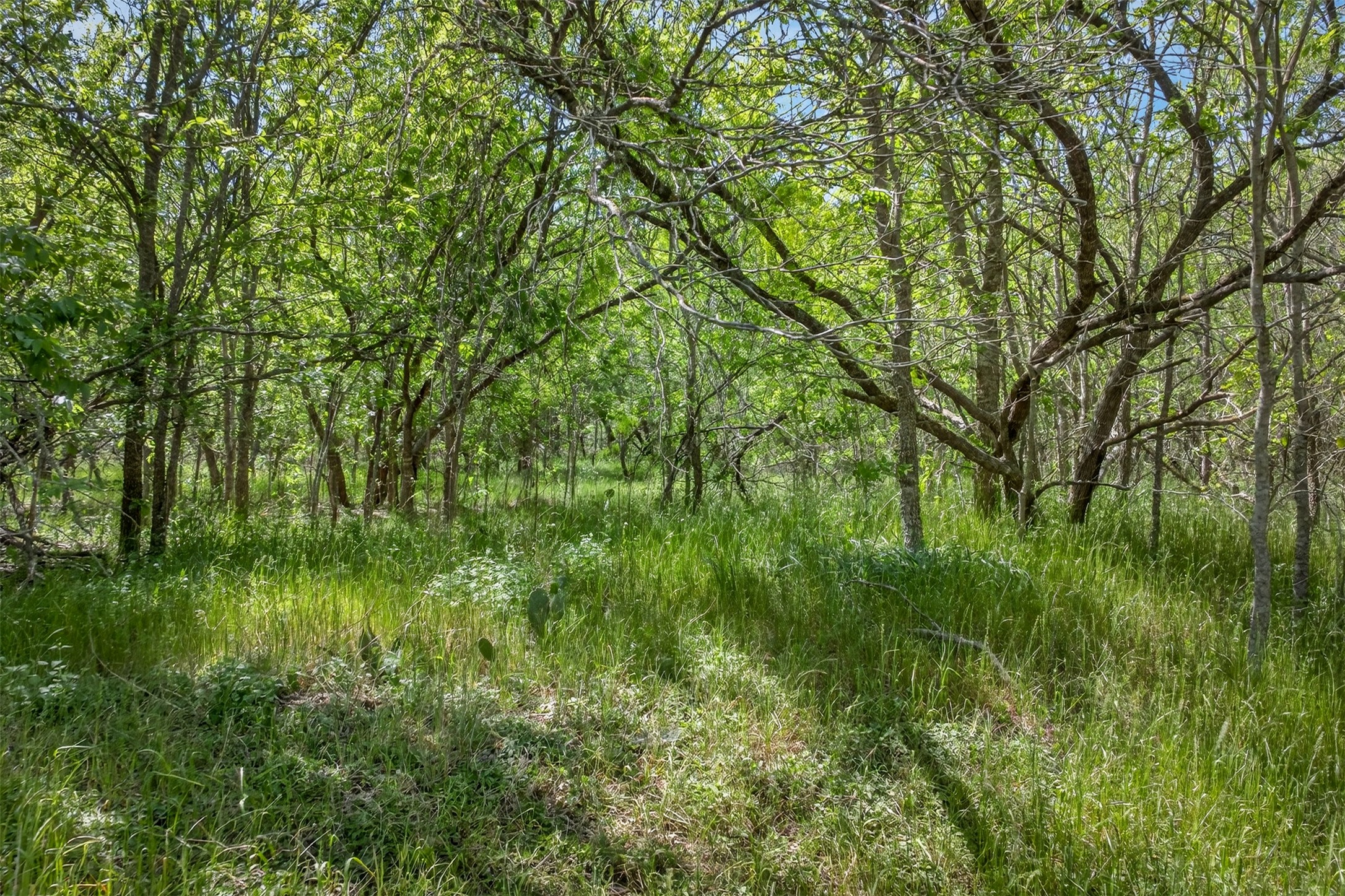 0 Fm 1854 Rd Dale Dale, TX 78616 - Photo 17 of 29 a view of a lush green space
