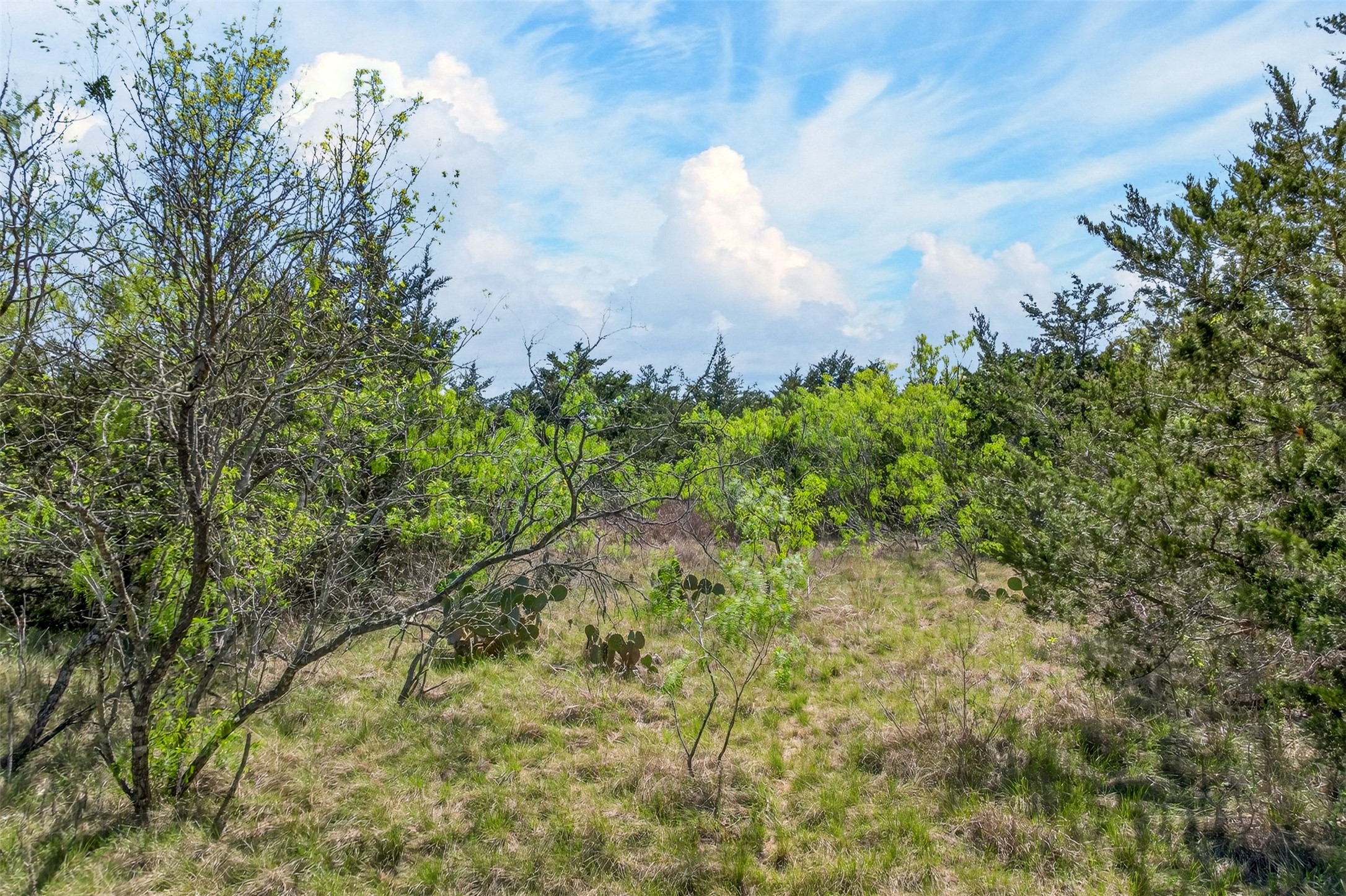 0 Fm 1854 Rd Dale Dale, TX 78616 - Photo 7 of 29 a view of a bunch of trees and bushes