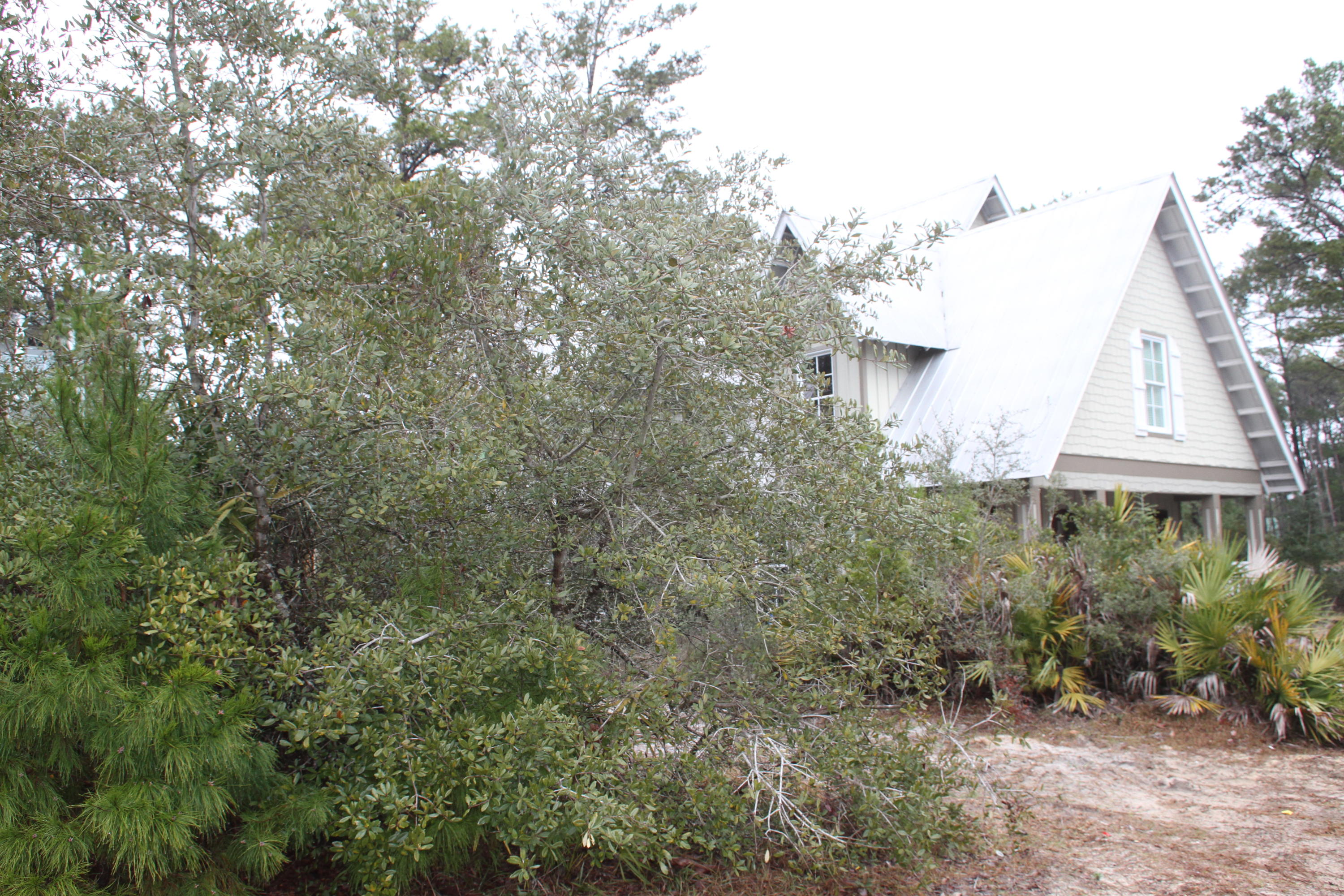 59 Willow Mist Road Inlet Beach, FL 32461 - Photo 19 of 22 a view of a yard in front of house