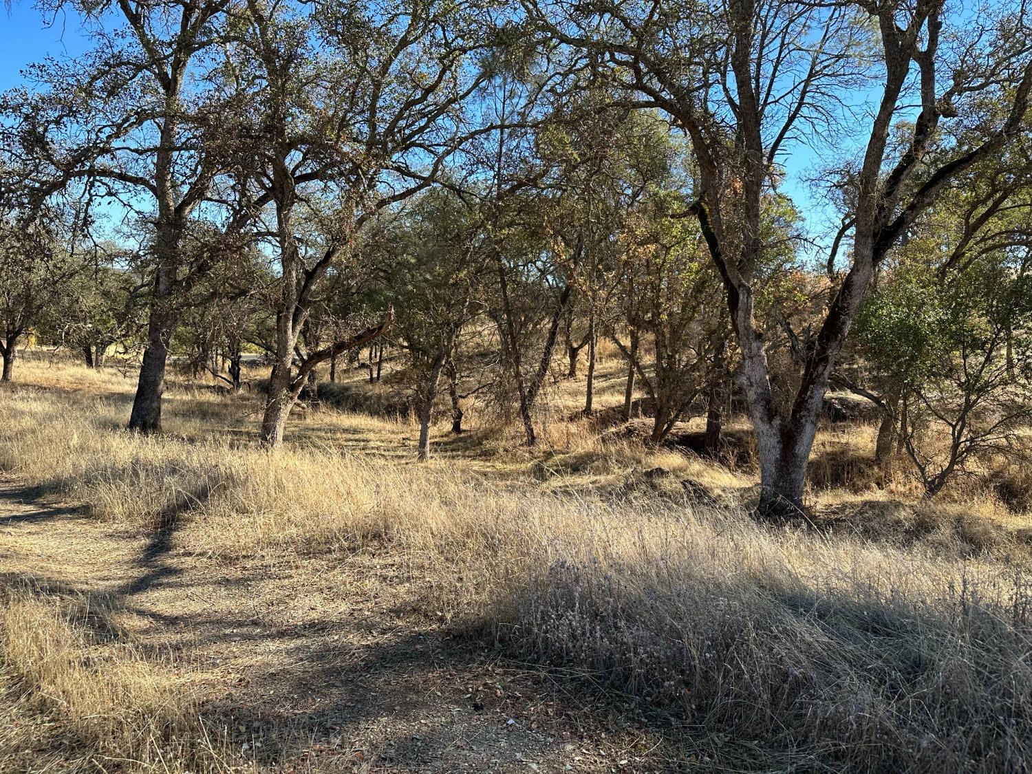 7480 Goose Hill Ranch Road Ione, CA 95640 - Photo 60 of 63 a view of dirt yard with a tree