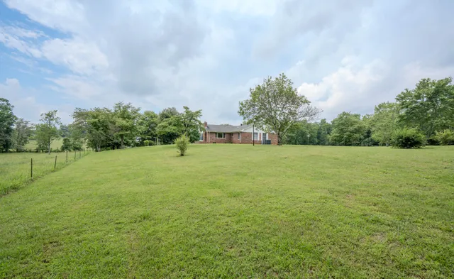 a view of field with tall trees