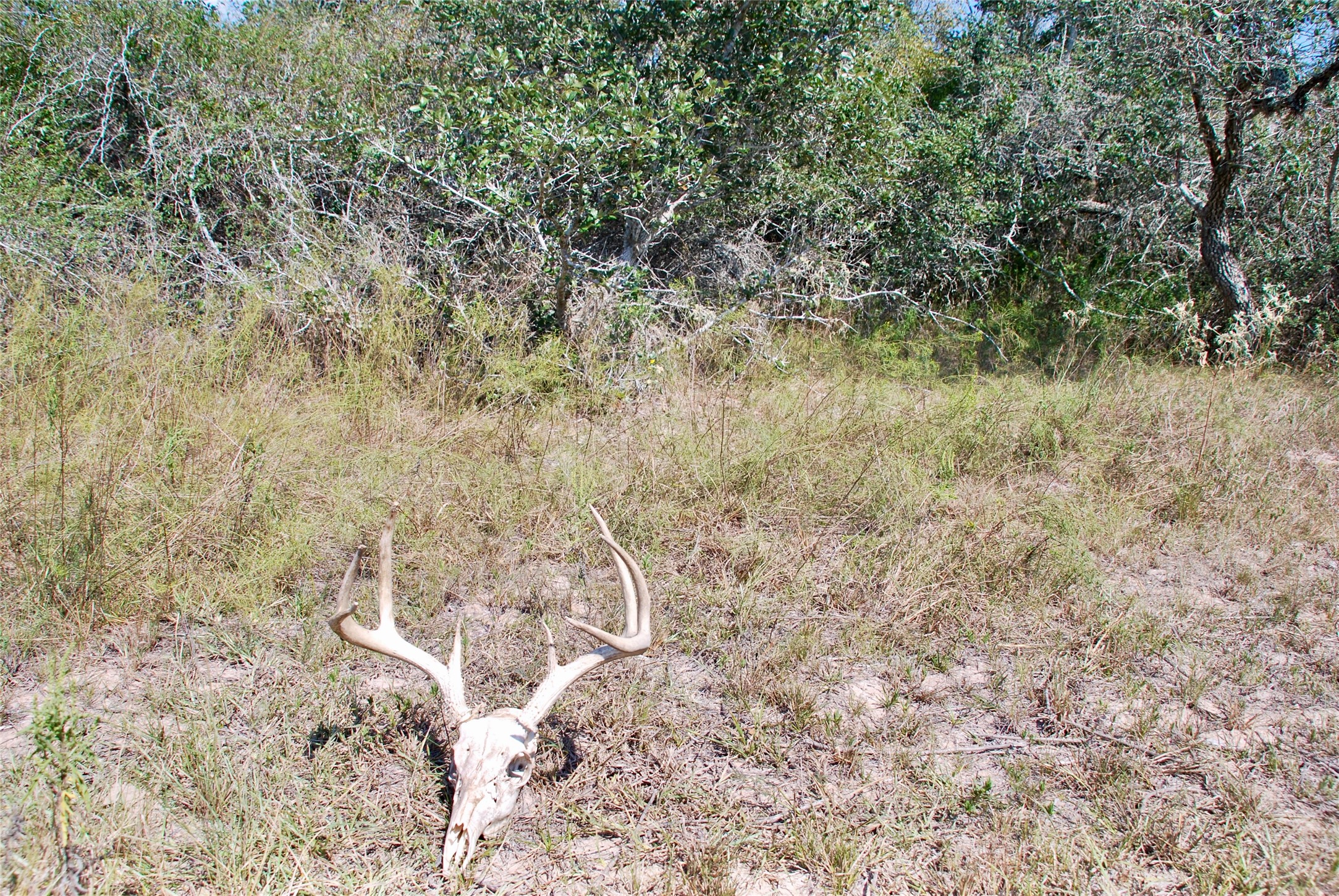 3033 County Road 18 Hallettsville, TX 77964 - Photo 36 of 50
