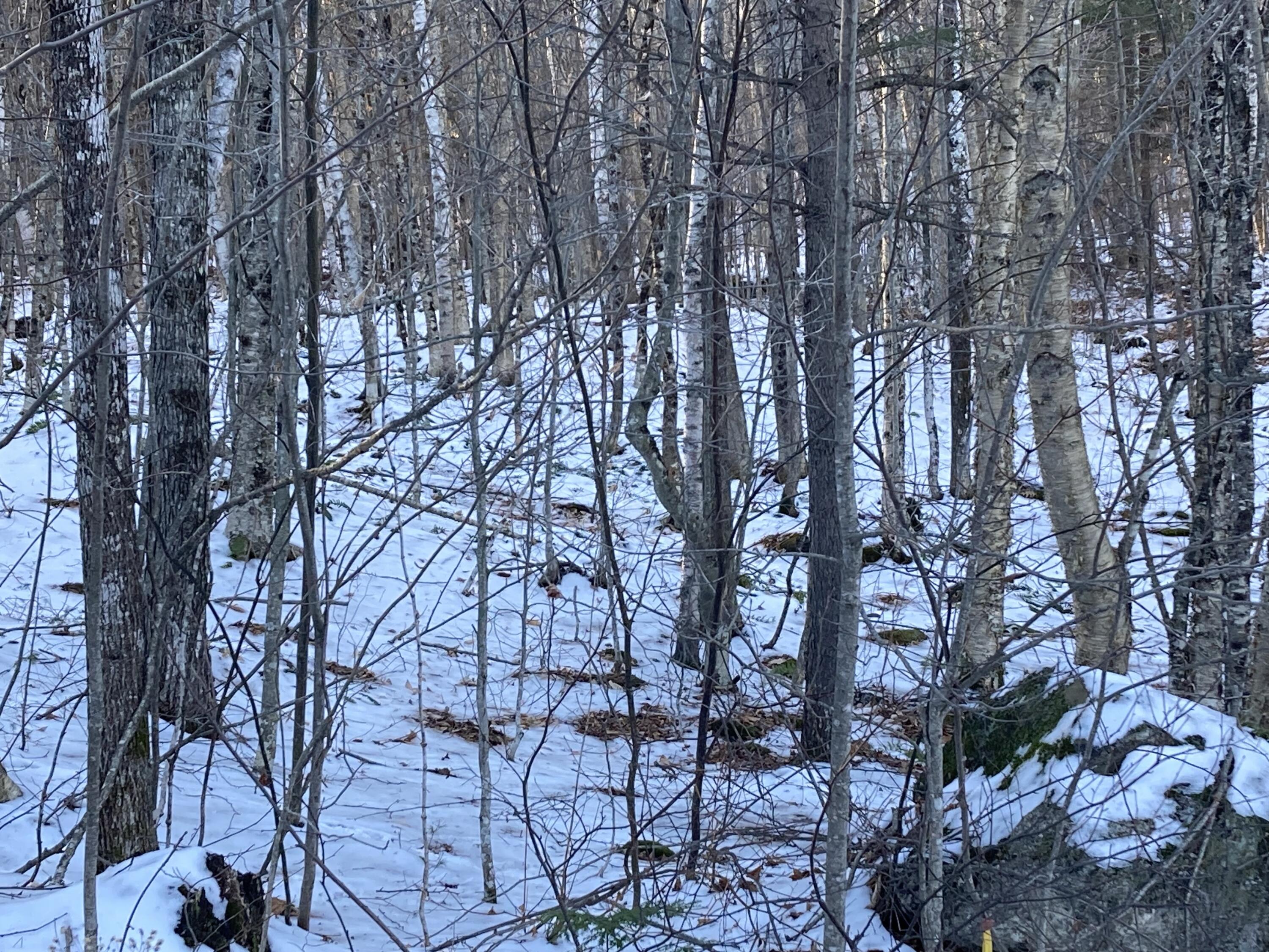 54 Ridge Road Sumner, ME 04292 - Photo 11 of 15 IMG_E1749
