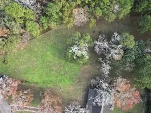 a view of a forest with a tree