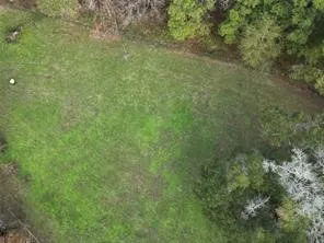 a view of a forest with a tree