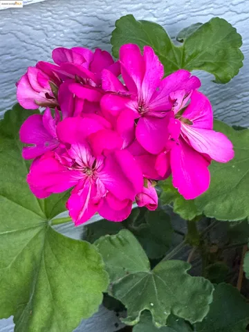 $695,000 | 3124 Sunflower Drive, Antioch, CA 94531